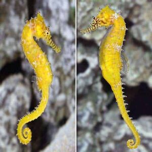 Barbouri Seahorse, Captive-Bred ORA®