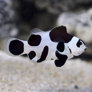 Black Storm Clownfish, Captive-Bred ORA®
