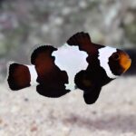 Black Snowflake Clownfish, Captive-Bred ORA®
