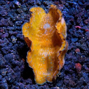 Gigas Clam, Aquacultured ORA®