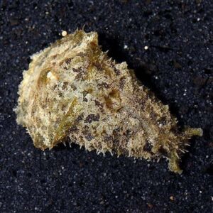 Dolabella Sea Hare