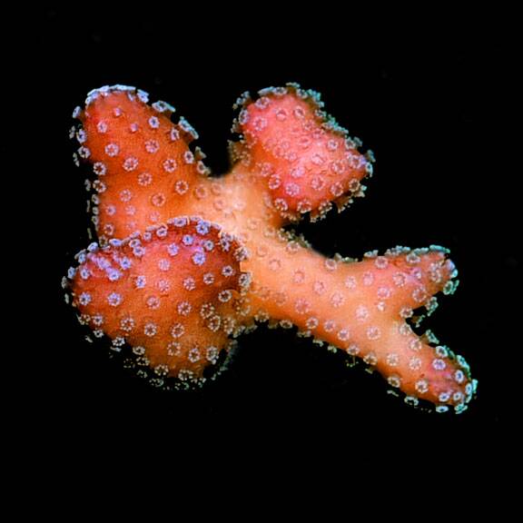lg_101746_stellar_stylophora.jpg Stellar Stylophora Coral, Aquacultured ORA® - Image 1