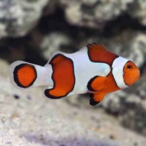 Fancy Ocellaris Clownfish, Captive-Bred, ORA®