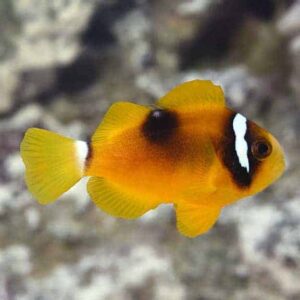 Clarkii Clownfish, Deluxe - Captive-Bred, ORA®