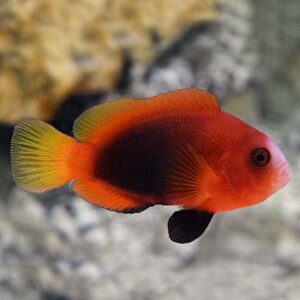 Cinnamon Clownfish Naked, Captive-Bred, ORA®
