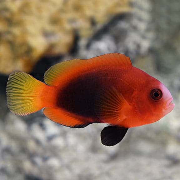 lg_107535_naked_cinnamon_clownfish.jpg Cinnamon Clownfish Naked, Captive-Bred, ORA® - Image 1