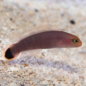 Elongate Dottyback, Captive-Bred ORA®