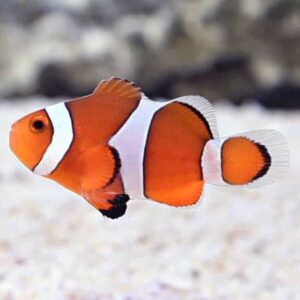 Stubby Ocellaris Clownfish Captive-Bred ORA®