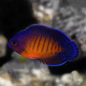 Coral Beauty Angelfish - Captive Bred