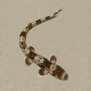 Epaulette Shark, Captive-Bred, ORA®