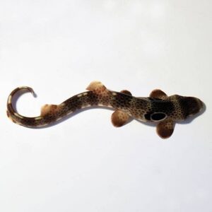 Speckled Carpet Shark, Captive-Bred, ORA®