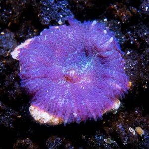 Bullseye Rhodactis Mushroom, Purple, Aquacultured ORA®