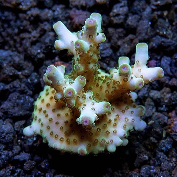 lg_112136_skyline_granulosa.jpg Skyline Granulosa, Aquacultured ORA® - Image 1