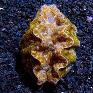 Hippopus Clam, Aquacultured ORA®