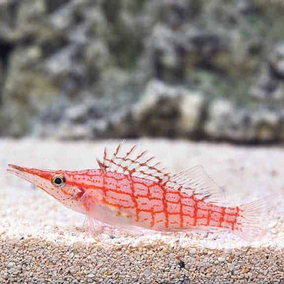 lg_26143_longnose_hawkfish-5.jpg Longnose Hawkfish - Image 1