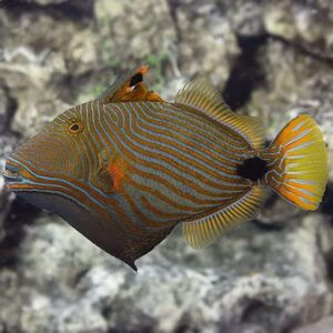 Undulate Trigger