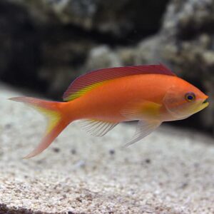 Ignitus Anthias: Female