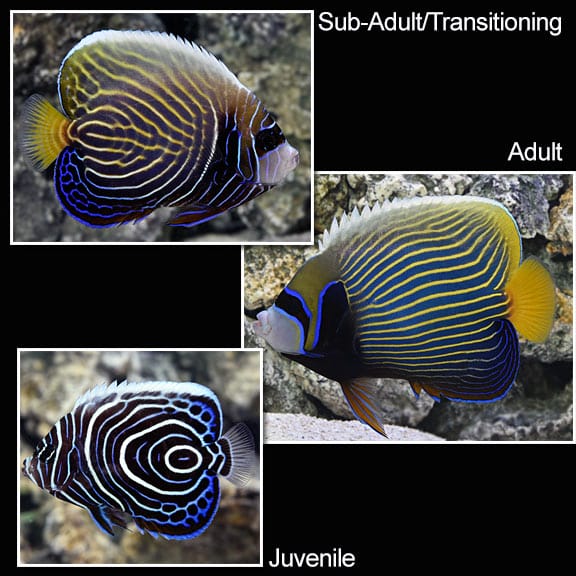 lg_67194_Emperor_Angelfish.jpg Emperor Angelfish - Image 1