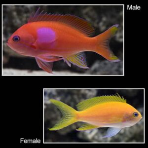 Pink Square Anthias - Male