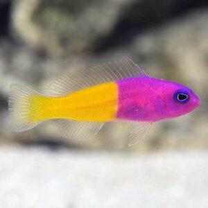 Bicolor Psuedochromis
