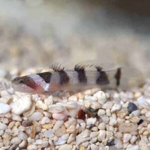 Jaguar Goby, Captive-Bred, ORA®