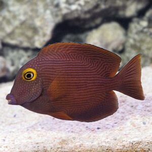 Yellow Eye Kole Tang
