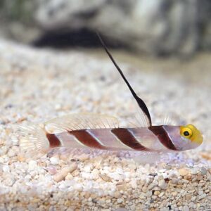Yellow Rose Goby