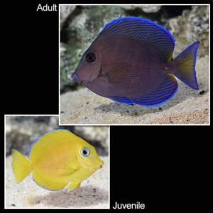 Atlantic Blue Caribbean Tang