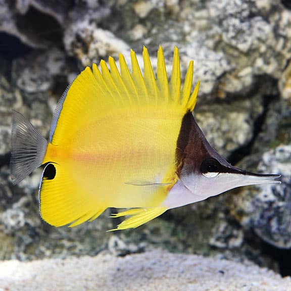 lg_80084_yellow_longnose_butterflyfish.jpg Yellow Longnose Butterfly - Image 1