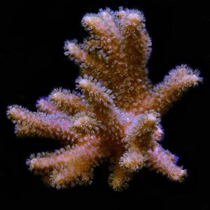 Sinularia Finger Leather Coral Yellow Polyp, Aquaculured ORA®