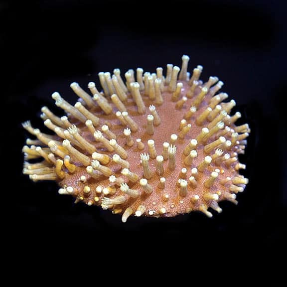 lg_89136_oralongpolypleather.jpg Long Polyp Leather, Aquacultured ORA® - Image 1