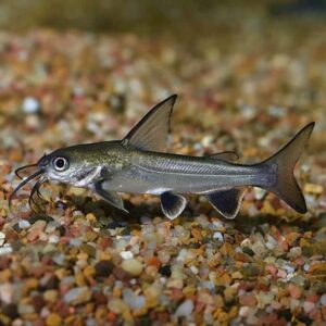 Columbian Shark Catfish
