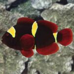 Gold Stripe Maroon Clownfish, Captive-Bred ORA® - Image 2