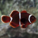 Gold Stripe Maroon Clownfish, Captive-Bred ORA®
