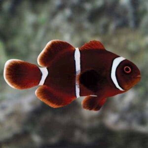 Gold Stripe Maroon Clownfish, Captive-Bred ORA®