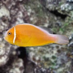 Pink Skunk Clownfish, Captive-Bred ORA®