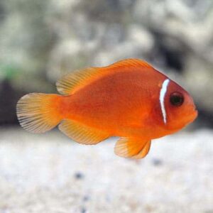 Fire Clownfish, Captive-Bred ORA®
