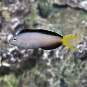 Harptail Blenny, Captive-Bred ORA®