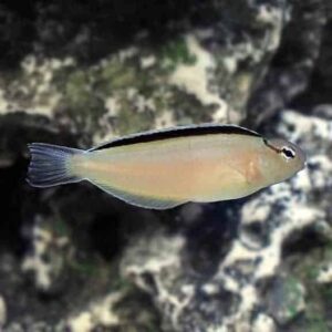 Smith's Blenny, Captive-Bred ORA®