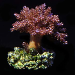 Kenya Tree Coral, Aquacultured ORA®