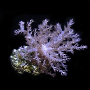 Nepthea Coral, Aquacultured ORA®