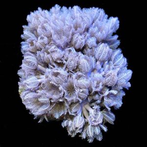 Pom Pom Xenia Coral, Aquacultured ORA®
