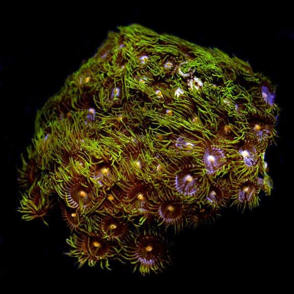 lg_92000_oramarshallislandszoanthid.jpg Colony Polyps Assorted, Aquacultured, ORA® - Image 1