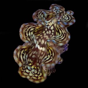 Squamosa Clam, Aquacultured ORA®