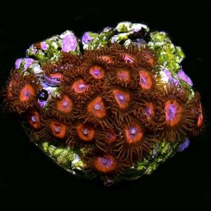 Colony Polyp, Red Aquacultured ORA®