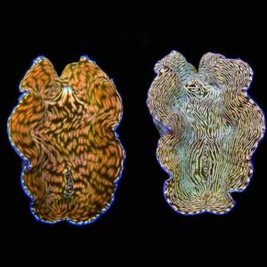 Derasa Clam, Aquacultured ORA®