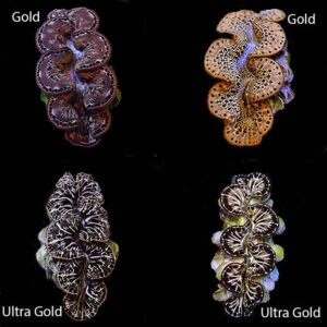 Maxima Clam Gold, Aquacultured ORA®