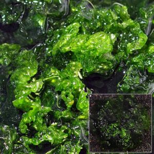 Sea Lettuce, Aquacultured, ORA®