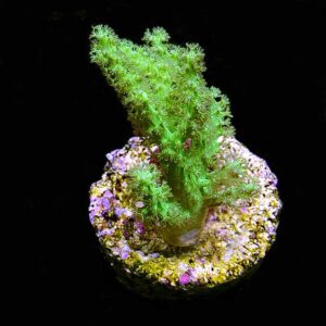Sinularia Finger Leather Coral, Neon Green - Aquacultured ORA ®
