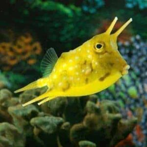Long Horned Cowfish